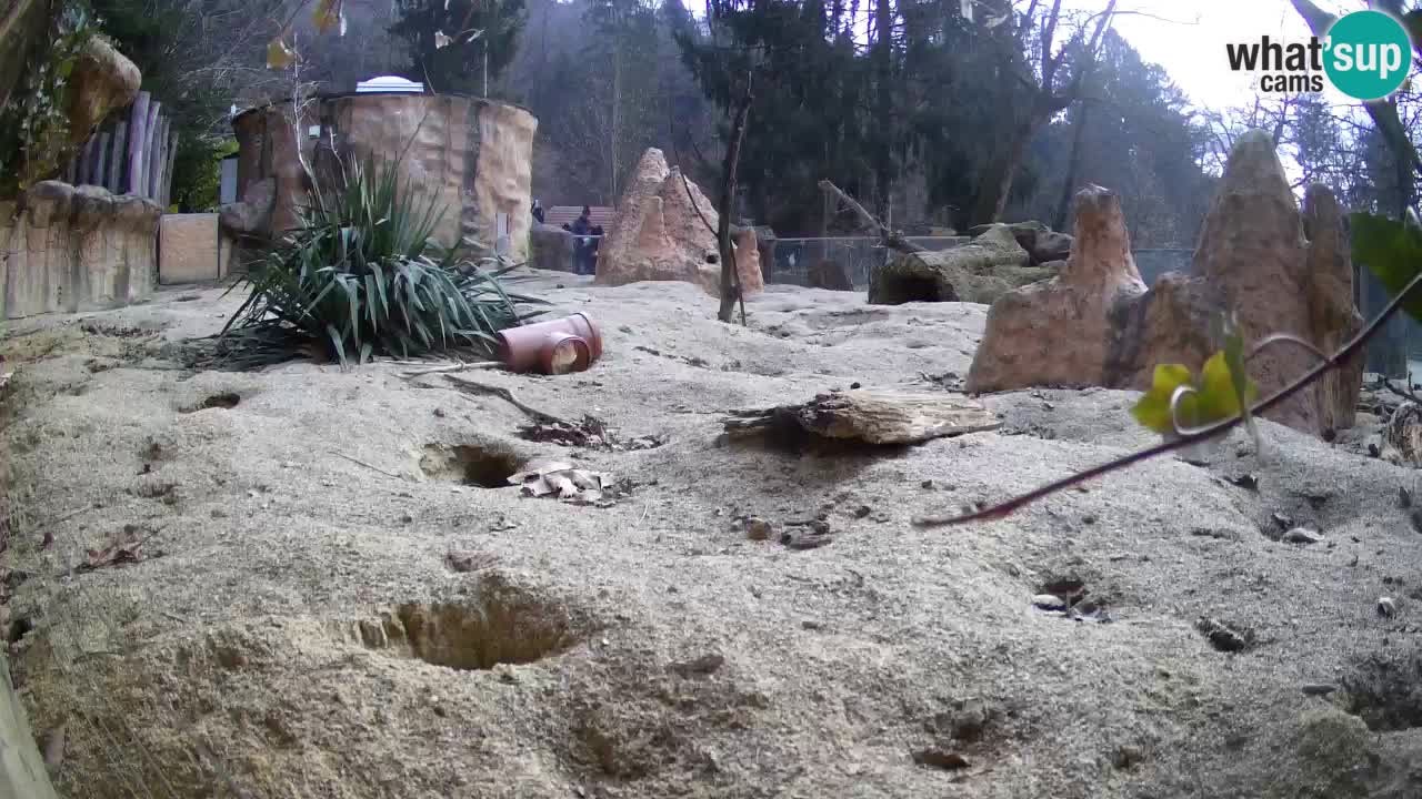 Webcam Zoo Ljubljana – Suricate