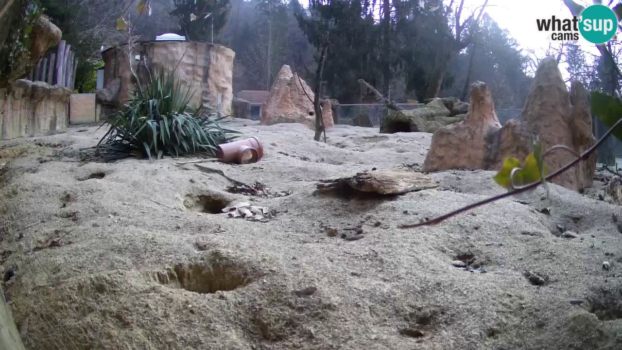 Webcam live Zoo Ljubljana – Suricata