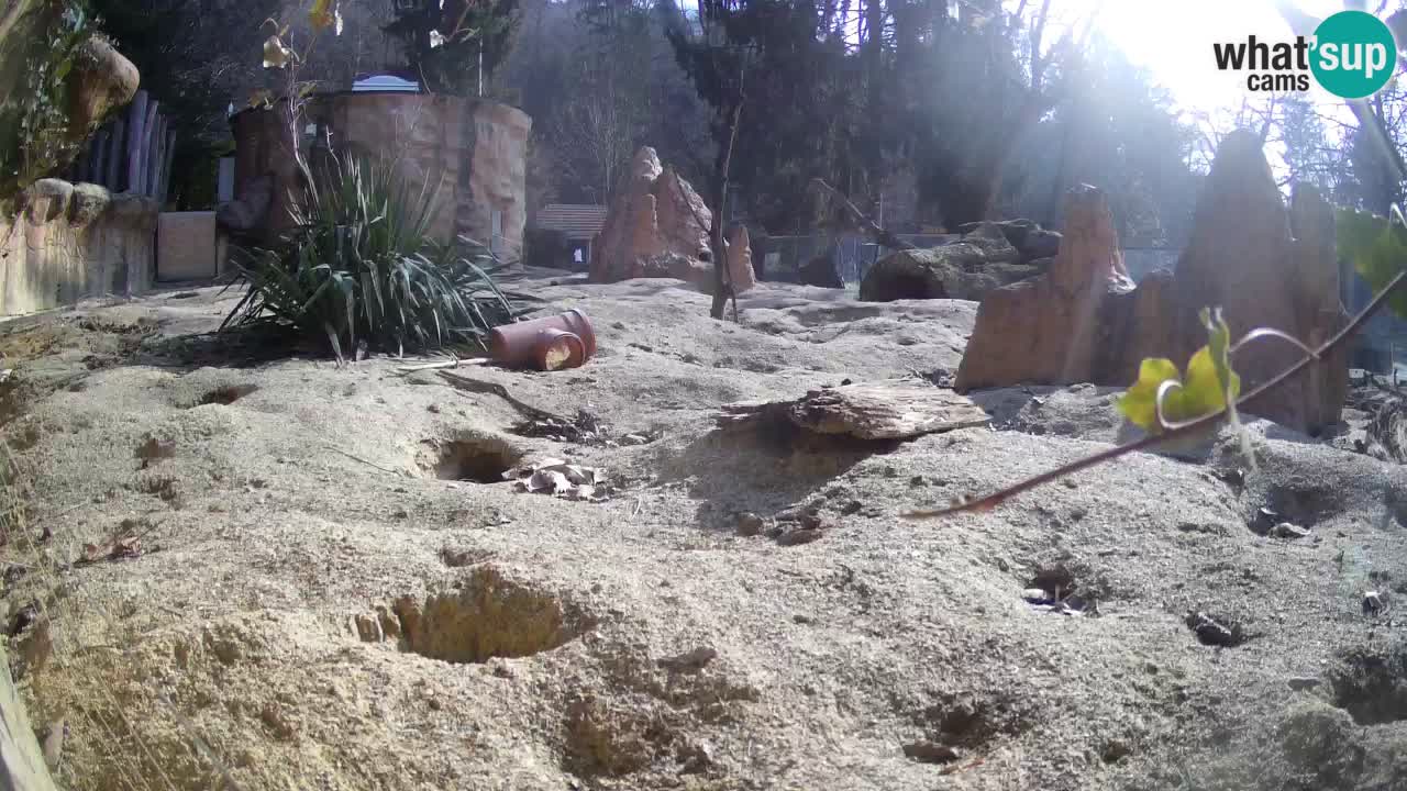 Webcam live Zoo Ljubljana – Suricata