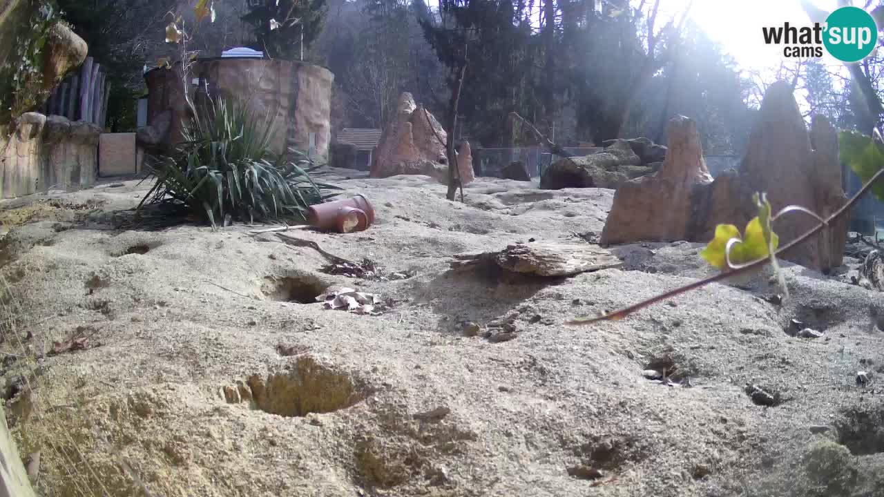 Zoo Ljubljana – Meerkat (Suricata)