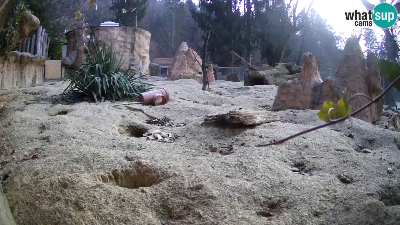 Webcam Zoo Ljubljana – Suricate