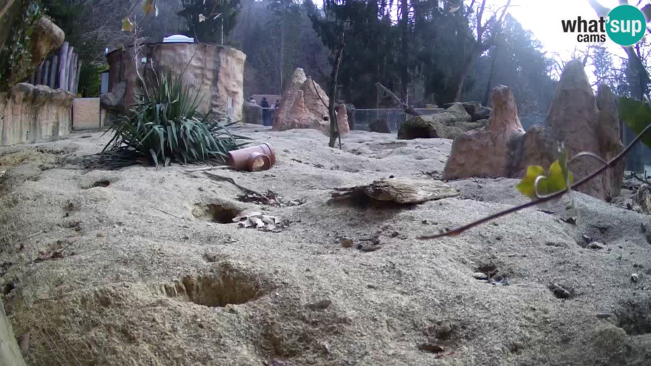 Zoo Ljubljana – Live webcam Meerkat (Suricata)