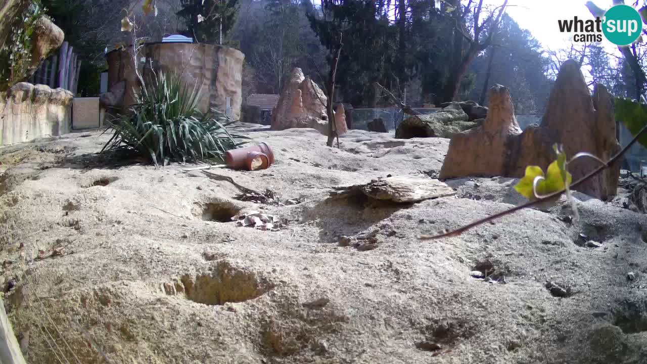 Webcam live Zoo Ljubljana – Suricata