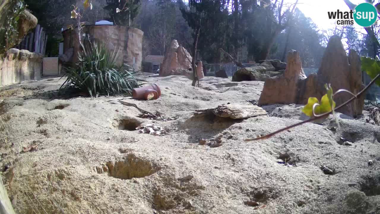 Webcam live Zoo Ljubljana – Suricata