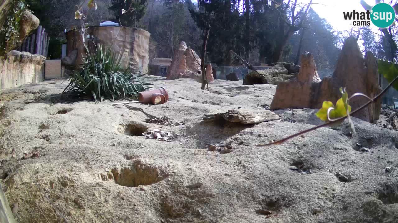 Webcam live Zoo Ljubljana – Suricata