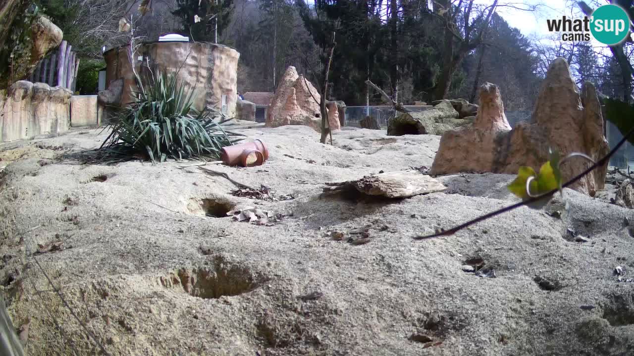 Webcam Zoo Ljubljana – Suricate