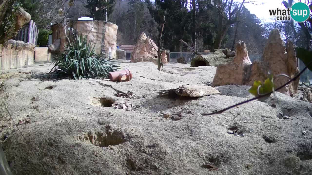 Zoo Ljubljana – Live webcam Meerkat (Suricata)