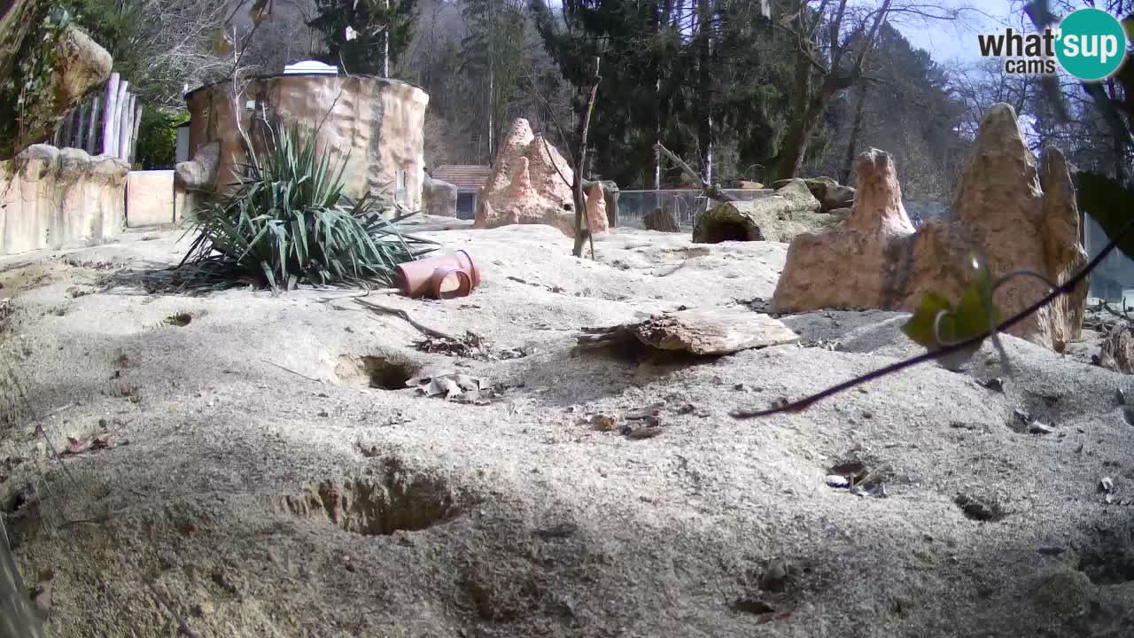 Zoo Ljubljana – Live webcam Meerkat (Suricata)