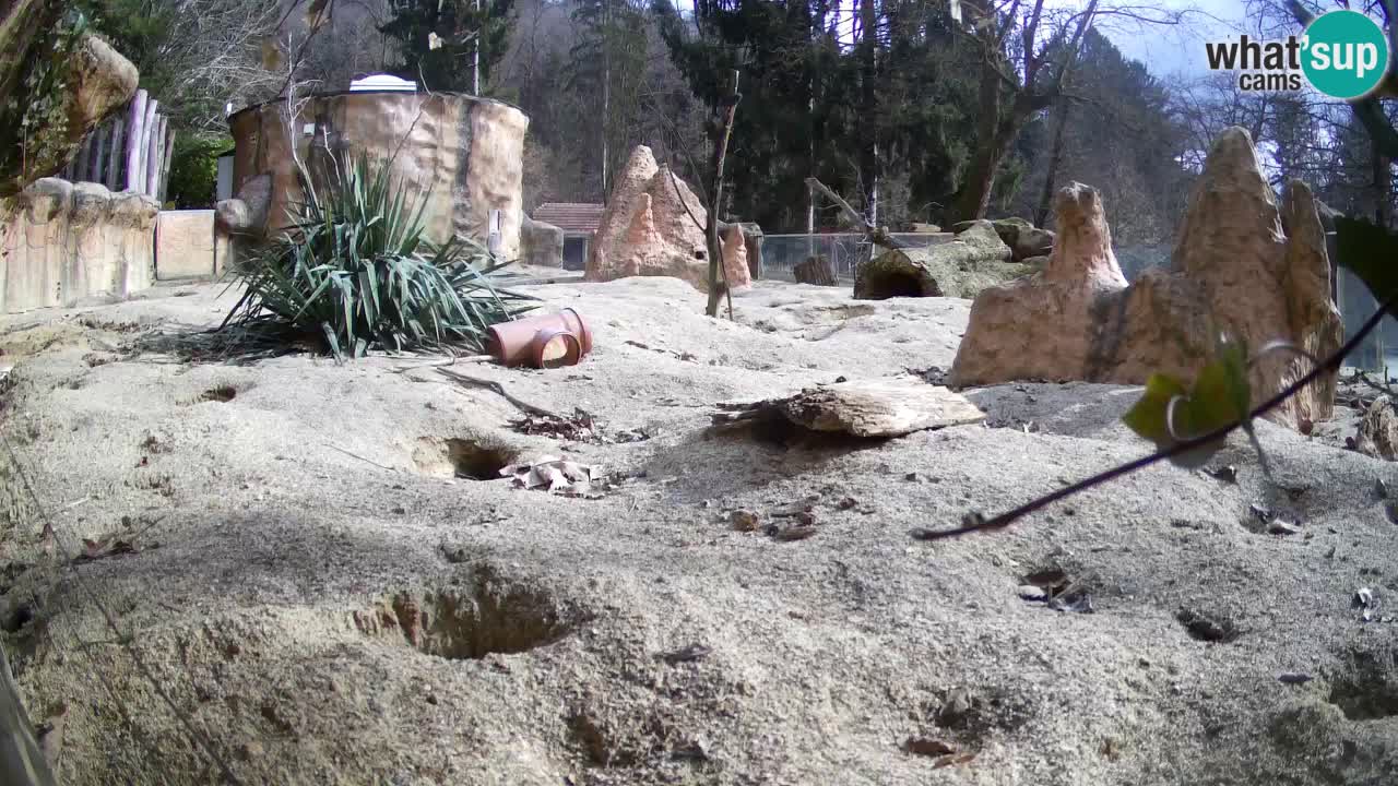 Zoo Ljubljana – Live webcam Meerkat (Suricata)