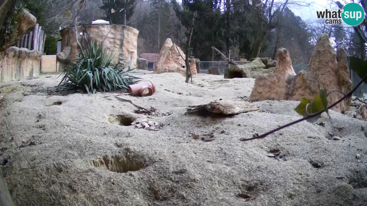 Live cam Zoo Ljubljana – Erdmännchen