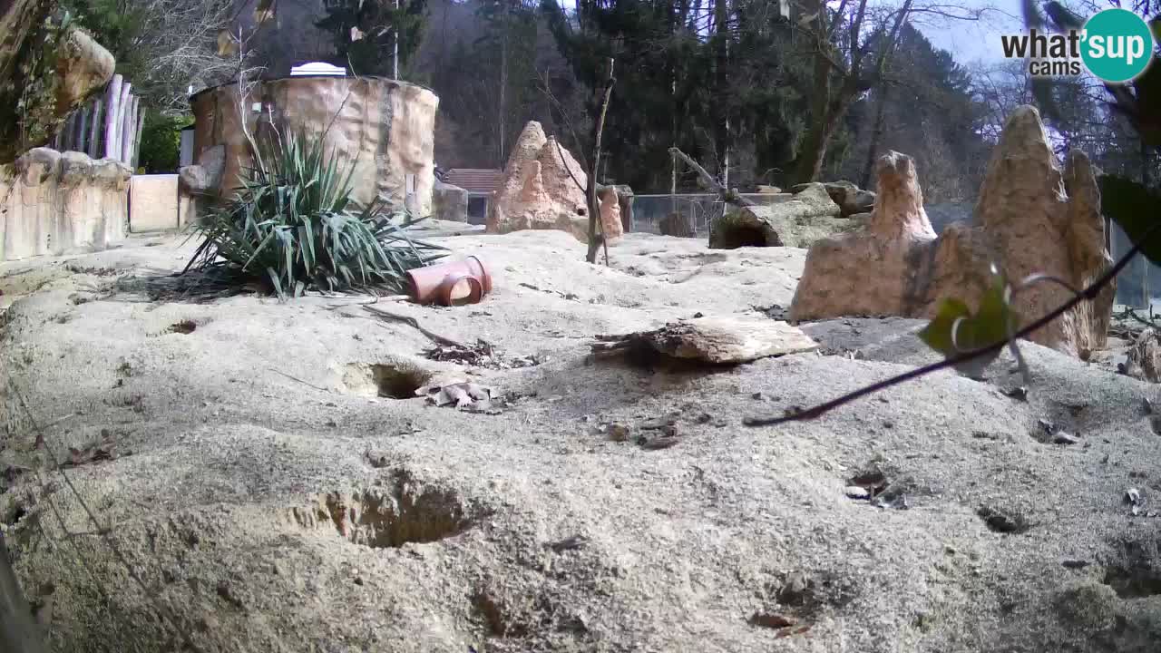 Live cam Zoo Ljubljana – Erdmännchen