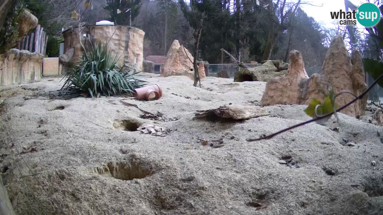 Zoo Ljubljana – Live webcam Meerkat (Suricata)