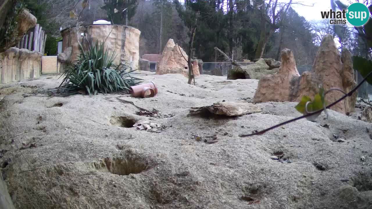 Live cam Zoo Ljubljana – Erdmännchen