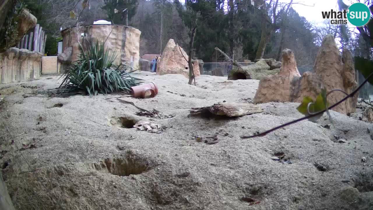 Live cam Zoo Ljubljana – Erdmännchen