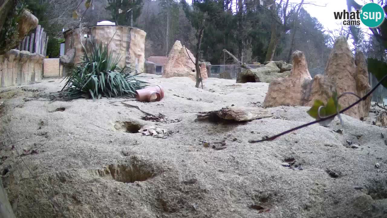 Zoo Ljubljana – Live webcam Meerkat (Suricata)