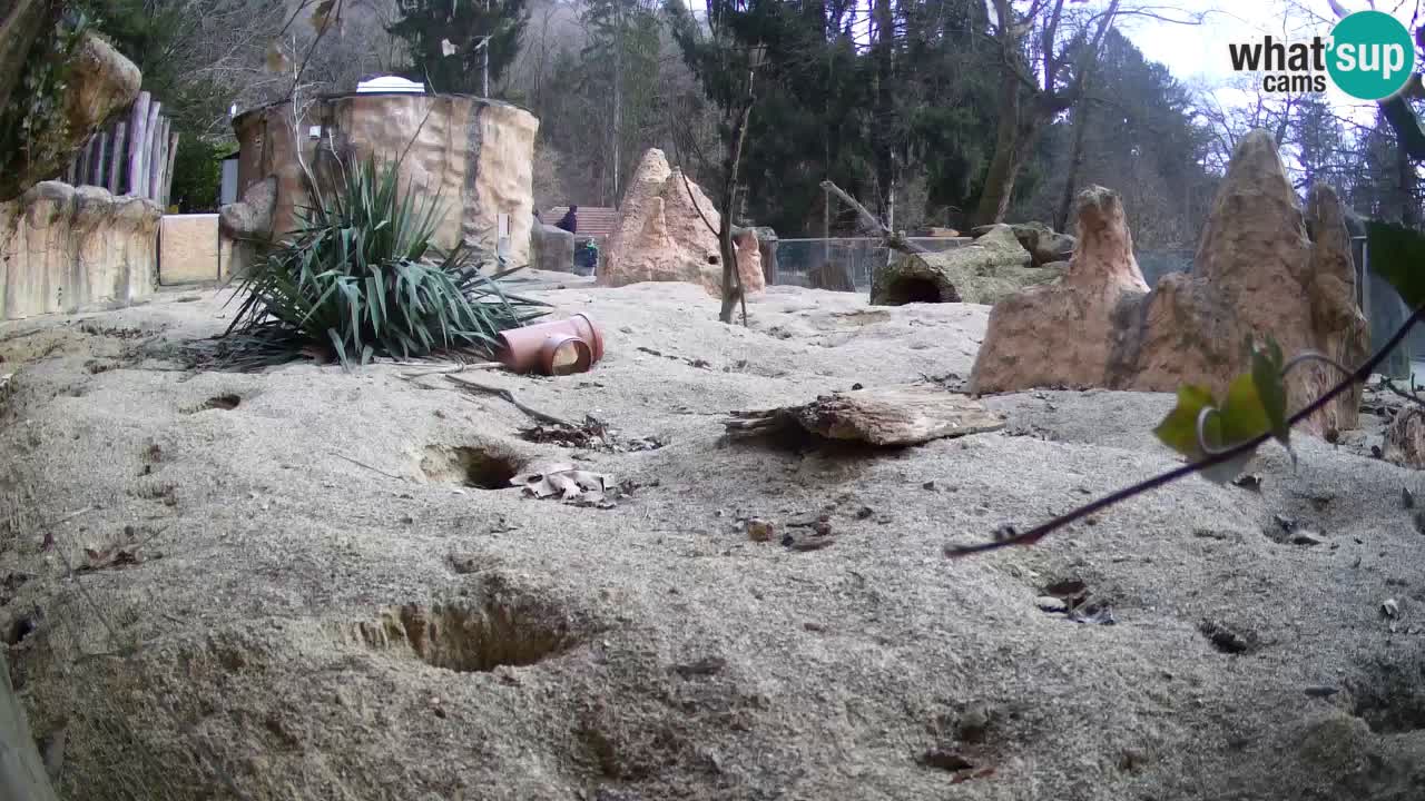 Webcam Zoo Ljubljana – Suricate