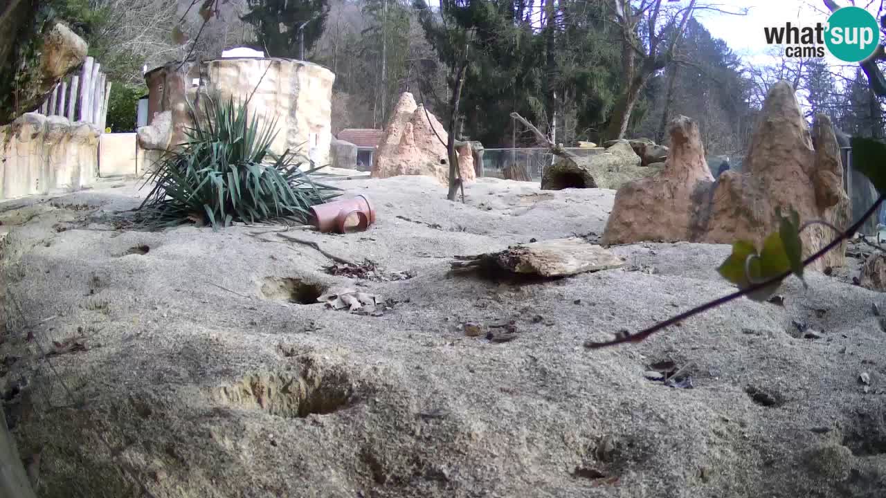 Webcam live Zoo Ljubljana – Suricata