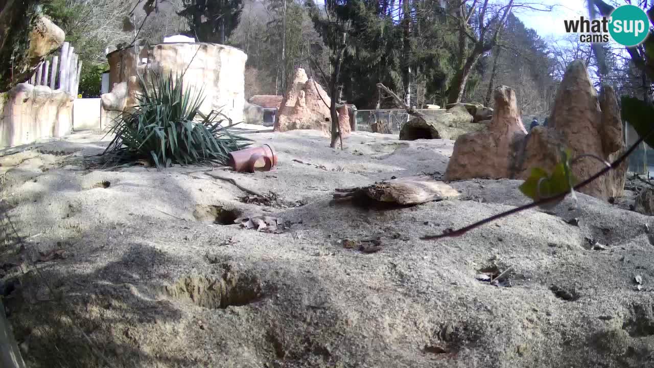 Zoo Ljubljana – Live webcam Meerkat (Suricata)