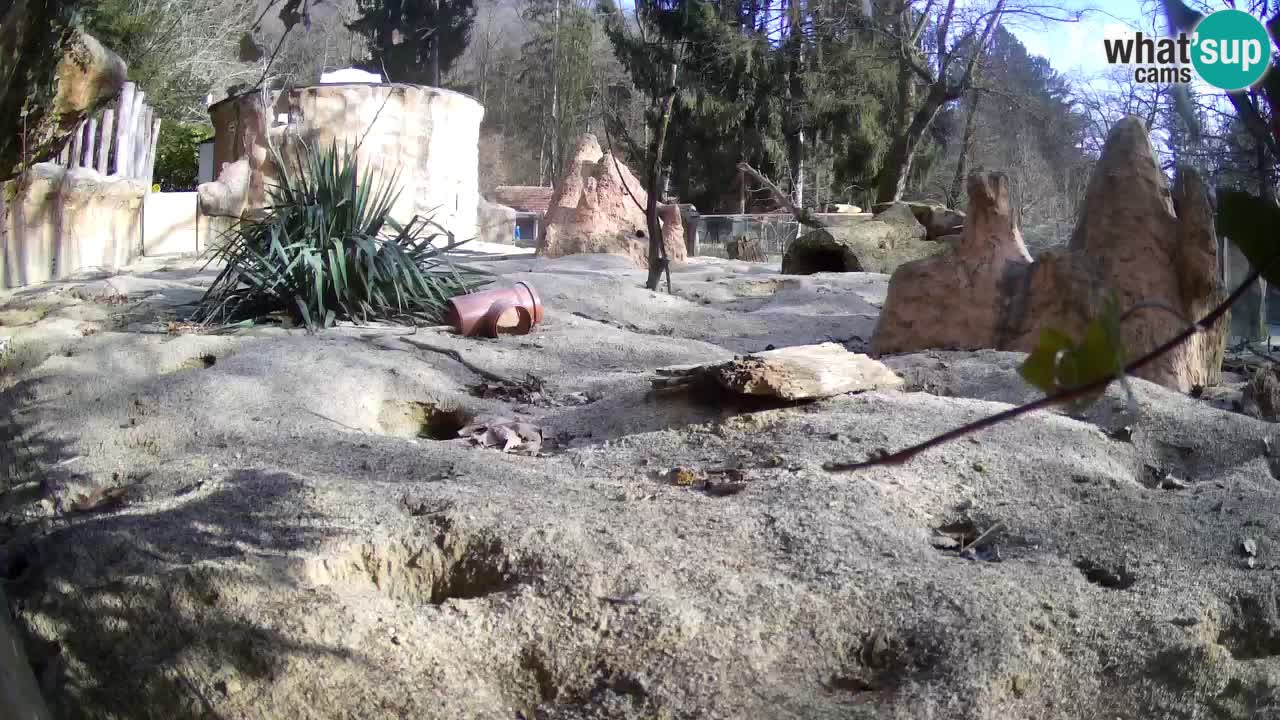 Webcam Zoo Ljubljana – Suricate