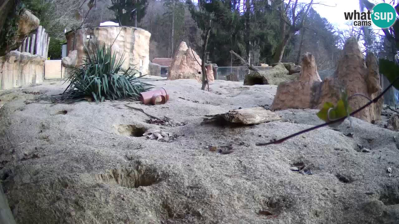 Live cam Zoo Ljubljana – Erdmännchen