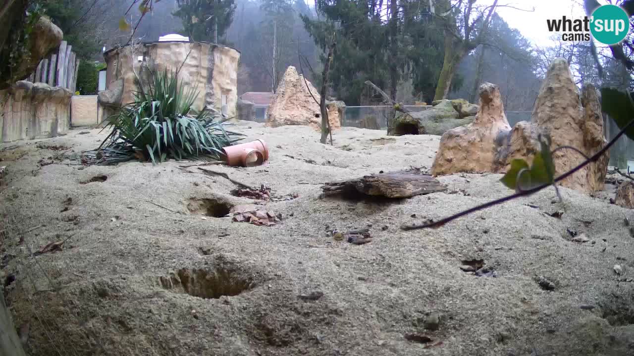 Zoo Ljubljana – Live webcam Meerkat (Suricata)