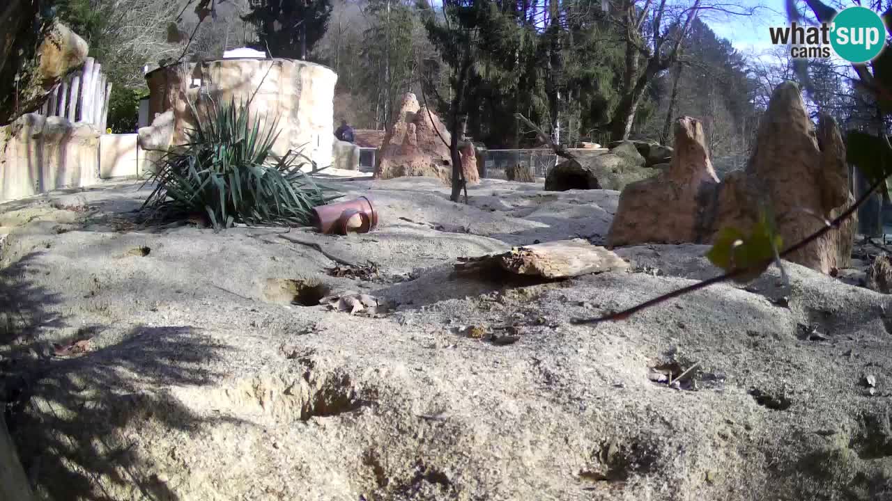 Live cam Zoo Ljubljana – Erdmännchen