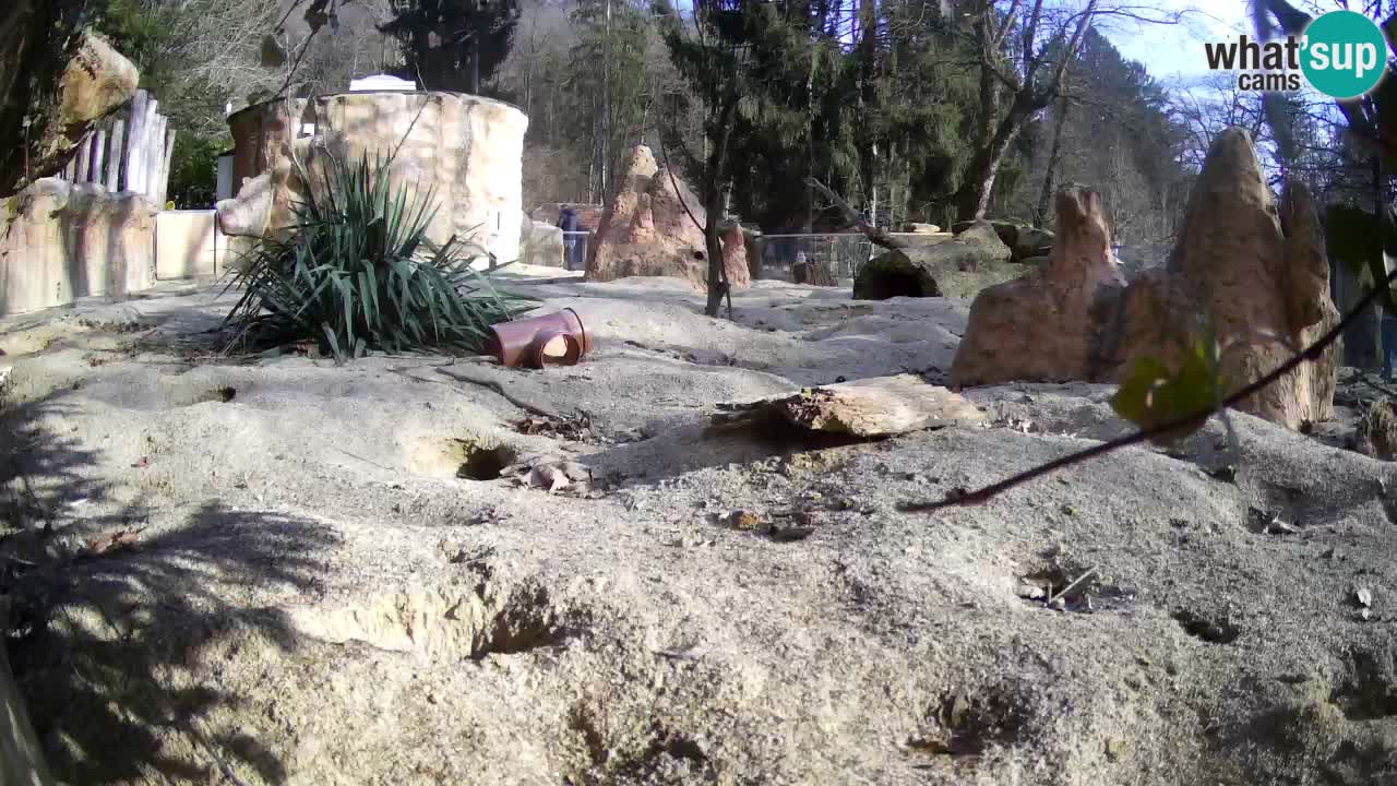 Live cam Zoo Ljubljana – Erdmännchen