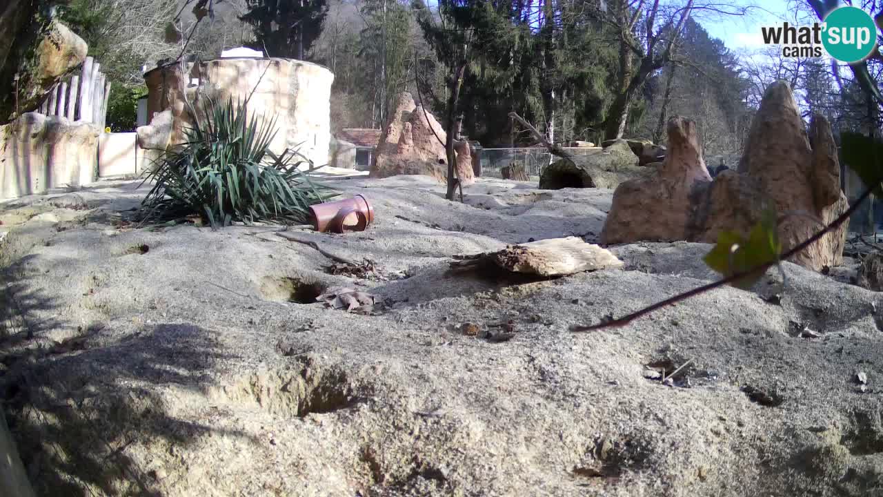 Zoo Ljubljana – Live webcam Meerkat (Suricata)