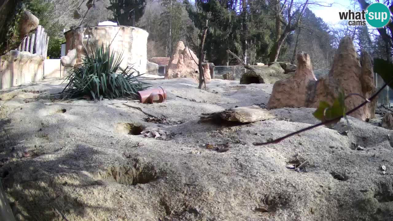 Live cam Zoo Ljubljana – Erdmännchen