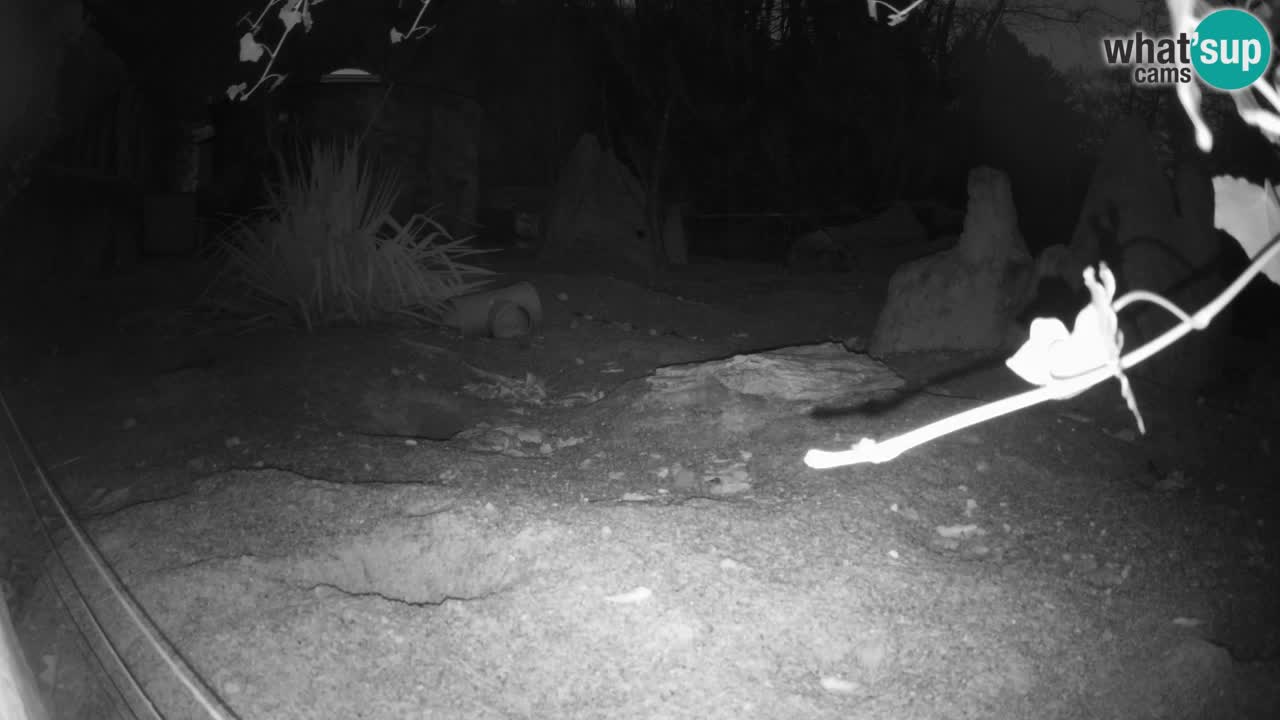 Zoo Ljubljana – Live webcam Meerkat (Suricata)