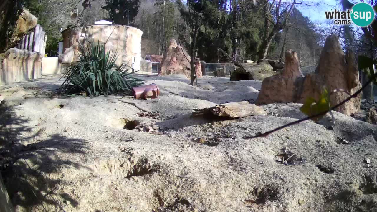 Webcam live Zoo Ljubljana – Suricata