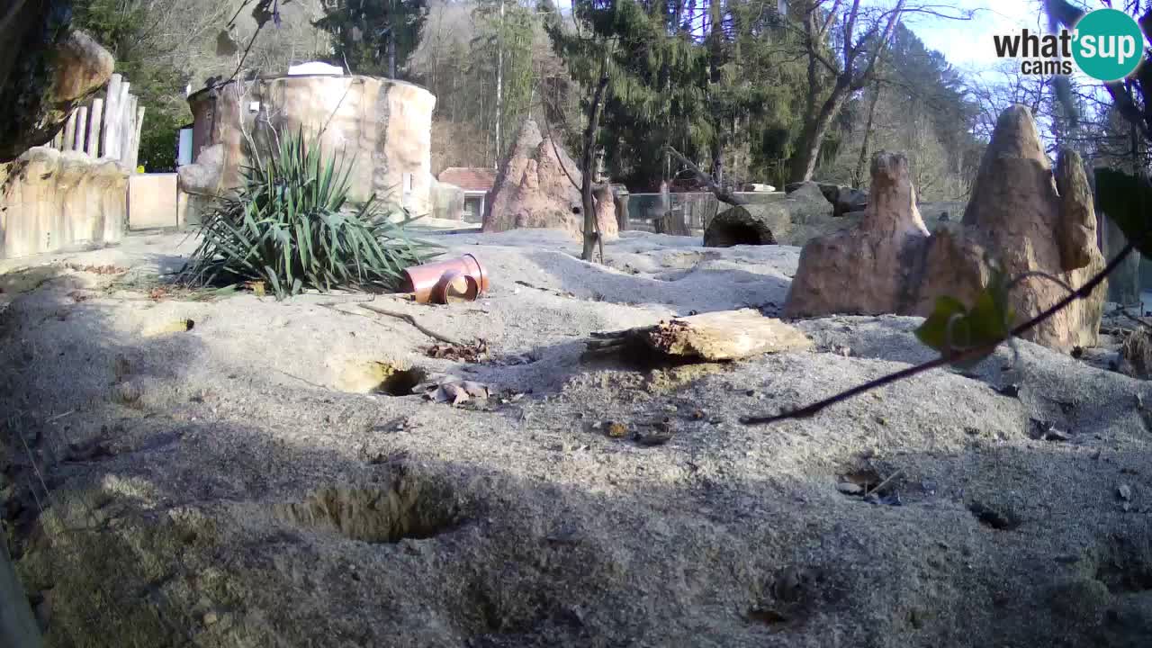 Webcam Zoo Ljubljana – Suricate