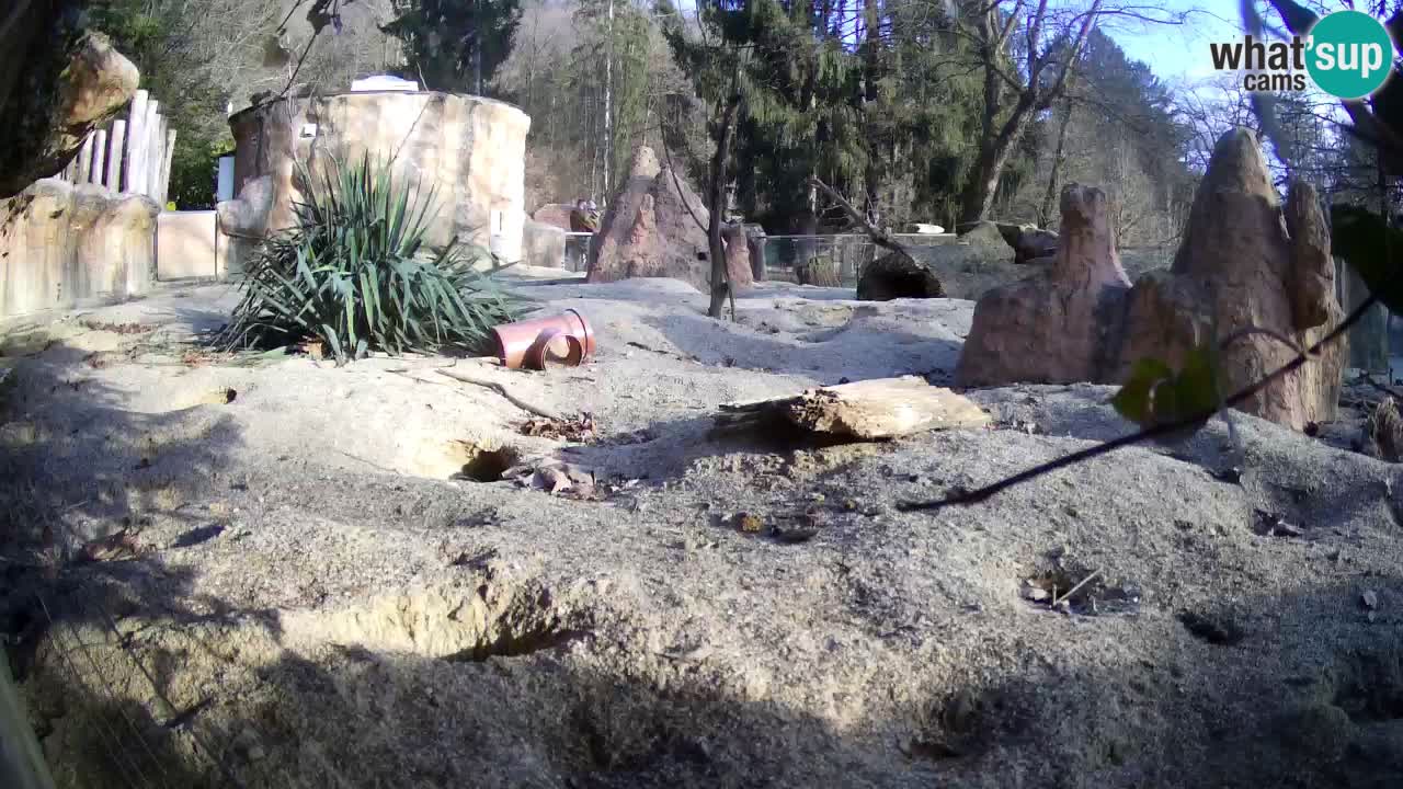 Live cam Zoo Ljubljana – Erdmännchen