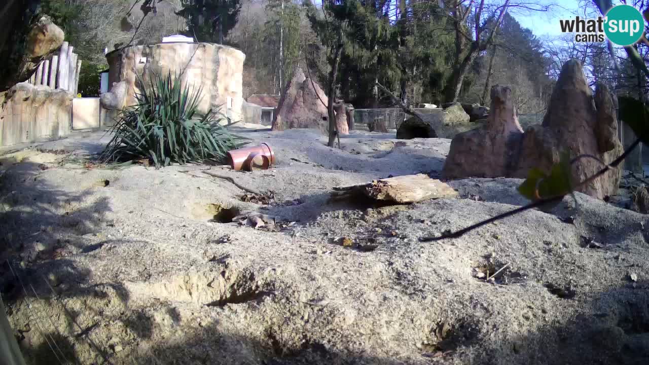 Webcam live Zoo Ljubljana – Suricata