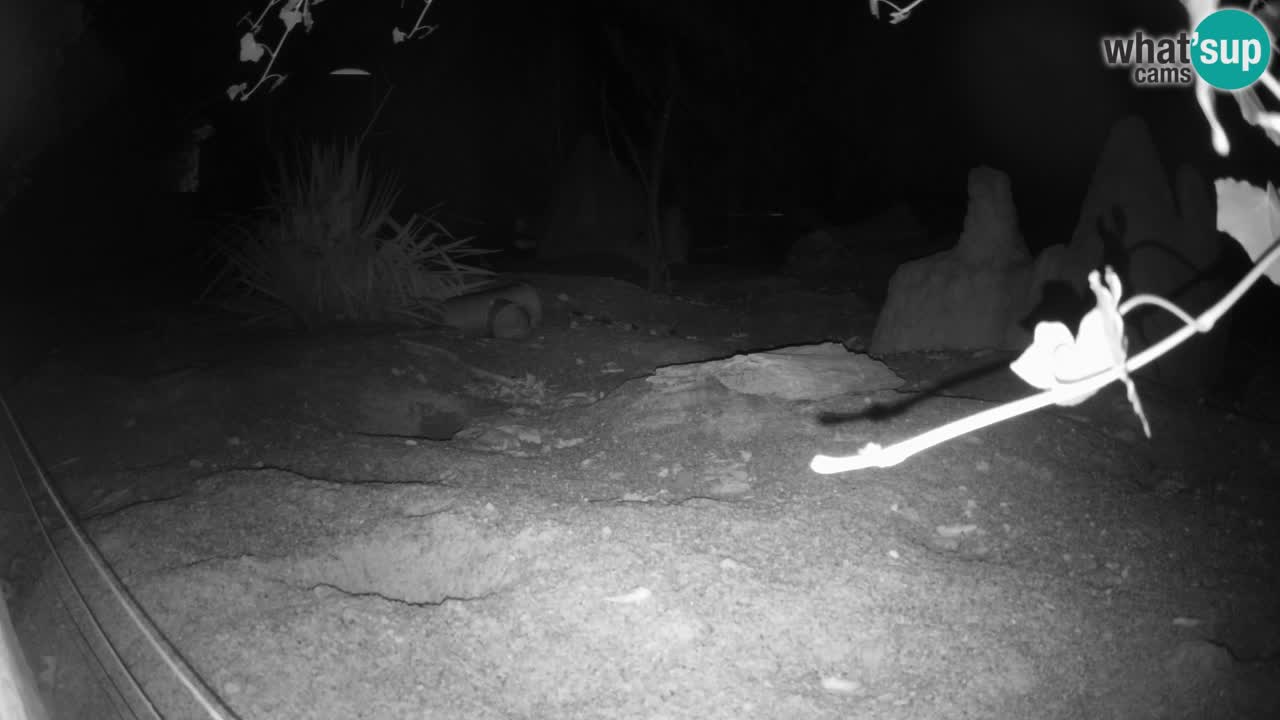 Zoo Ljubljana – Meerkat (Suricata)