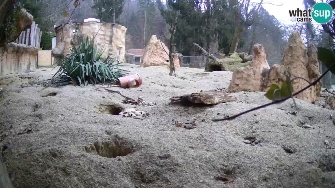 Live cam Zoo Ljubljana – Erdmännchen