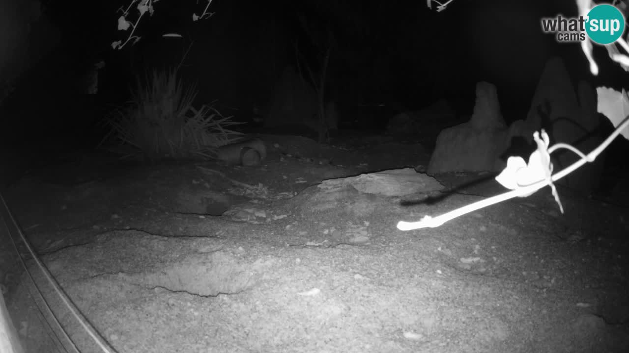 Webcam Zoo Ljubljana – Suricate