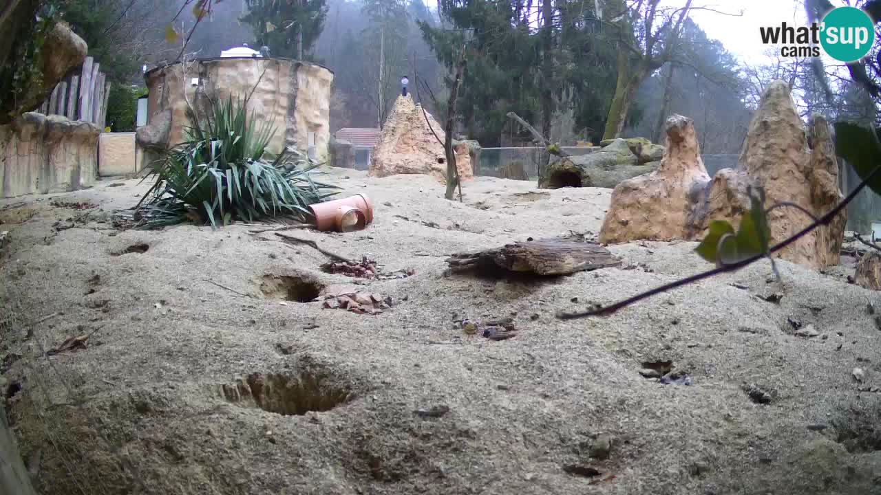 Live cam Zoo Ljubljana – Erdmännchen