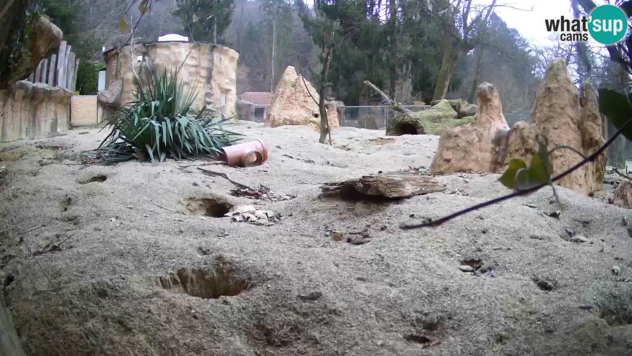 Webcam Zoo Ljubljana – Suricate