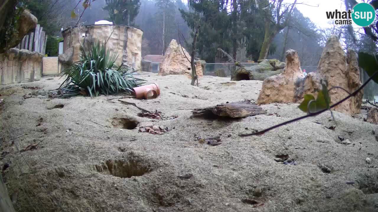 Live cam Zoo Ljubljana – Erdmännchen