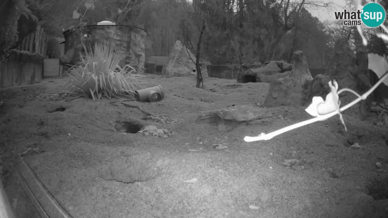 Live cam Zoo Ljubljana – Erdmännchen