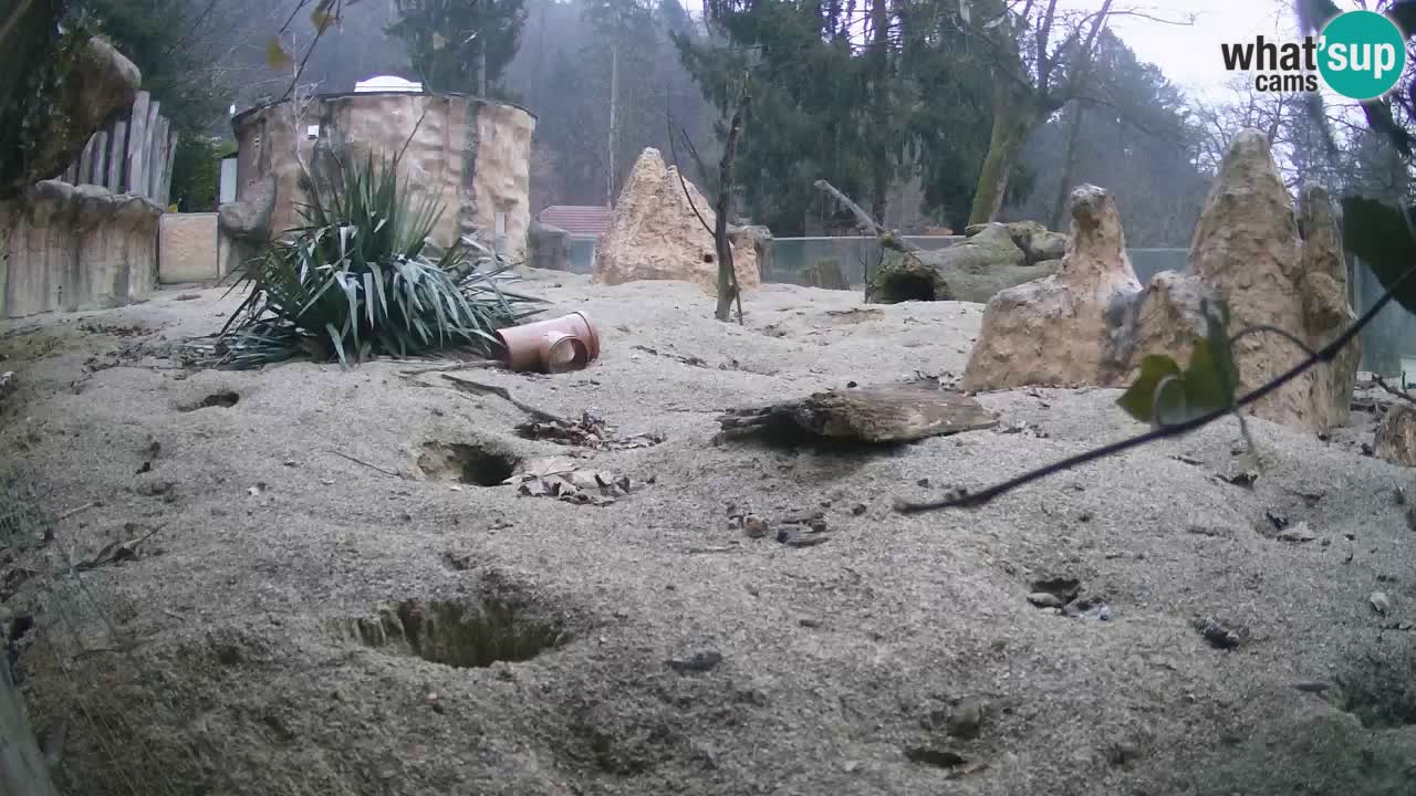 Zoo Ljubljana – Live webcam Meerkat (Suricata)