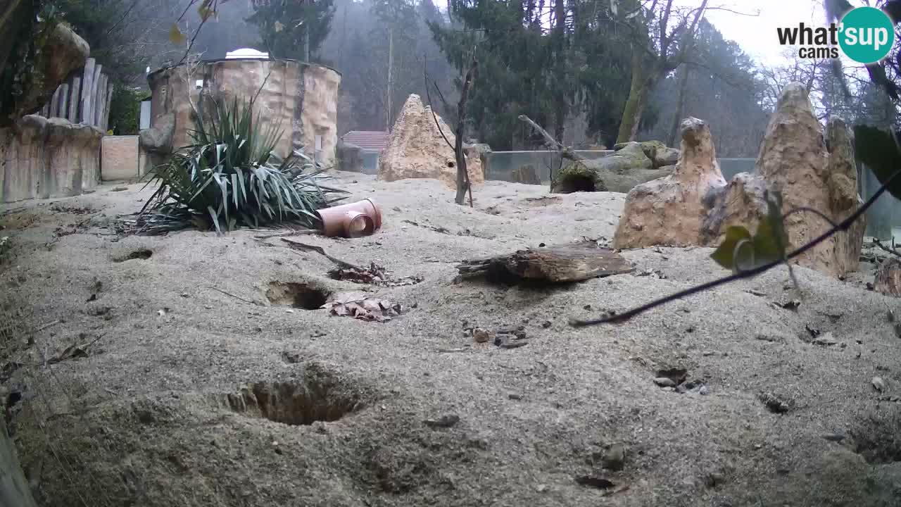 Webcam Zoo Ljubljana – Suricate