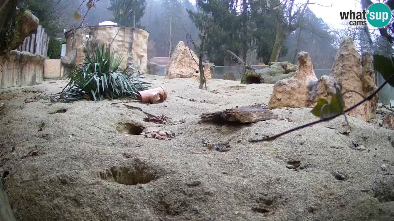 Zoo Ljubljana – Meerkat (Suricata)