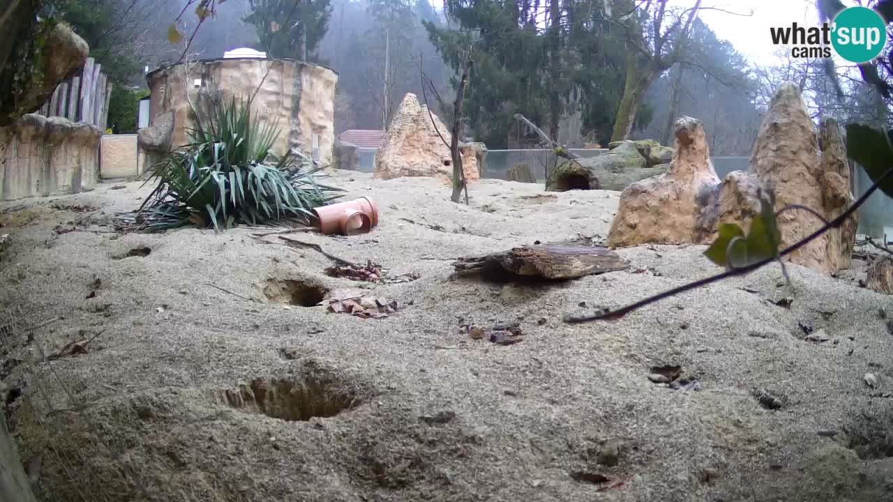 Live cam Zoo Ljubljana – Erdmännchen