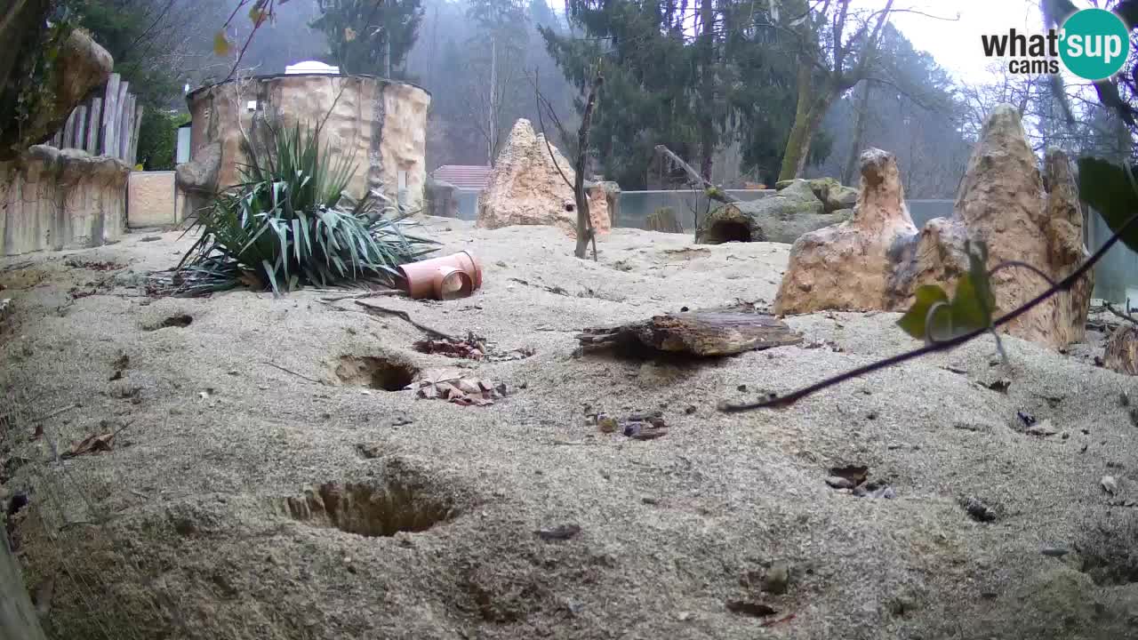 Webcam live Zoo Ljubljana – Suricata