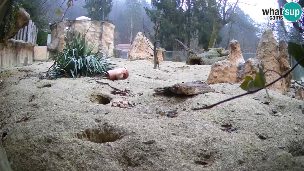 Live cam Zoo Ljubljana – Erdmännchen