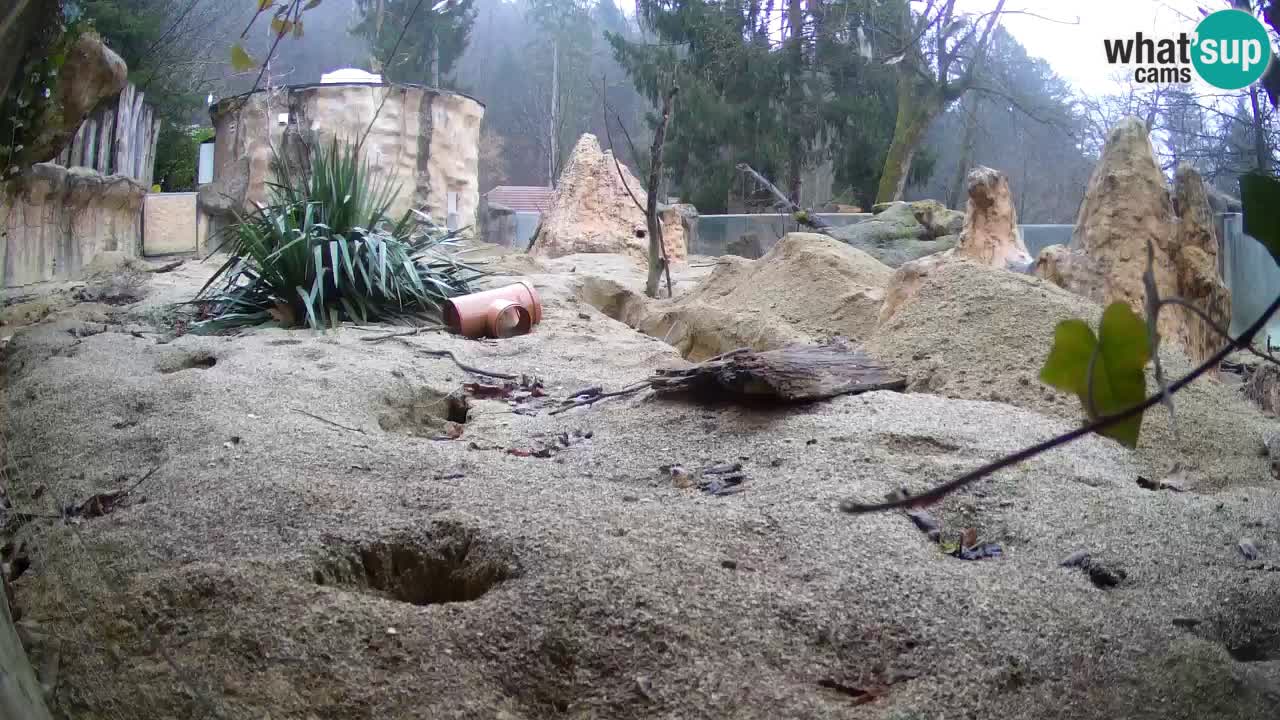 Live cam Zoo Ljubljana – Erdmännchen