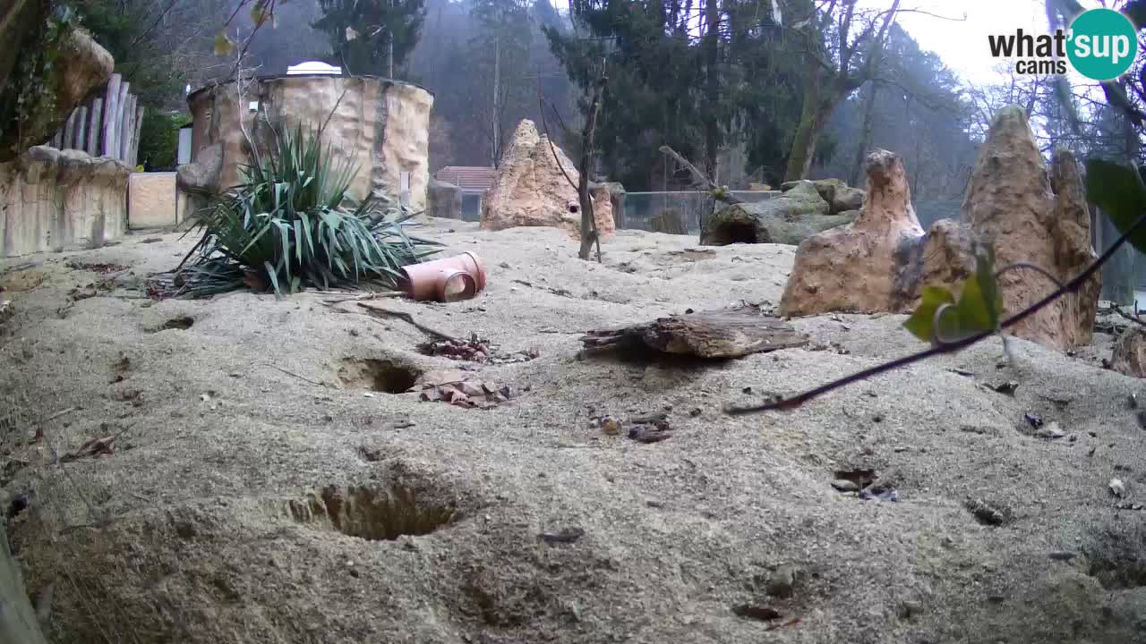 Webcam Zoo Ljubljana – Suricate