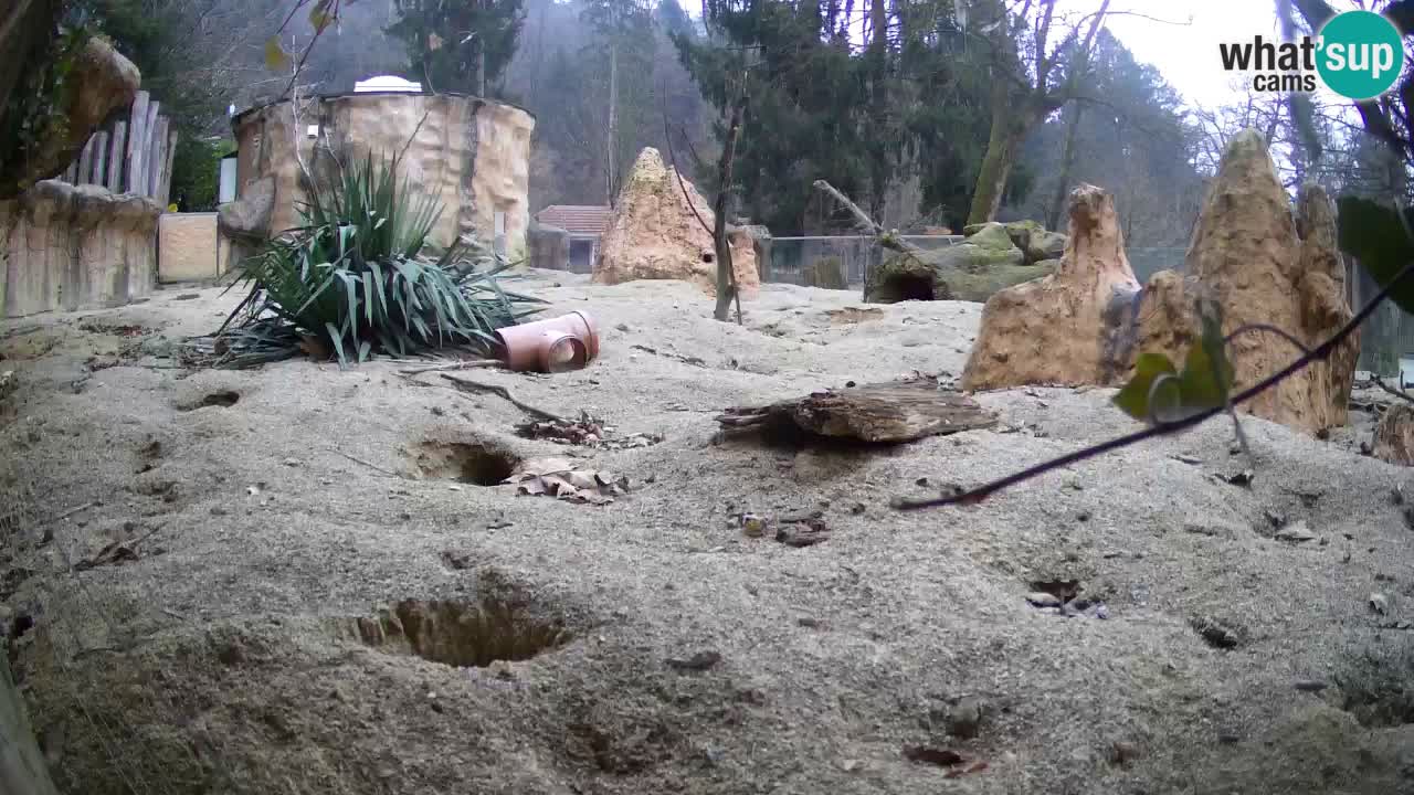 Live cam Zoo Ljubljana – Erdmännchen